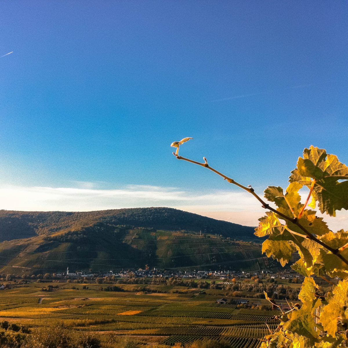 Kestener Paulinsberg, Kesten, Mosel, Germany Kestener Paulinsberg, Kesten, Mosel, Germany