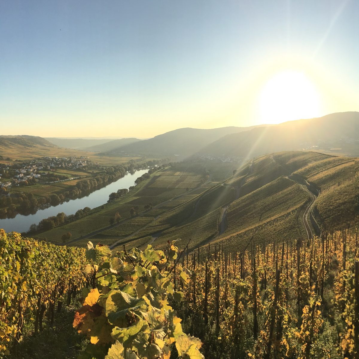 Kestener Paulinshofberg, Kesten, Mosel, Germany Kestener Paulinshofberg, Kesten, Mosel, Germany